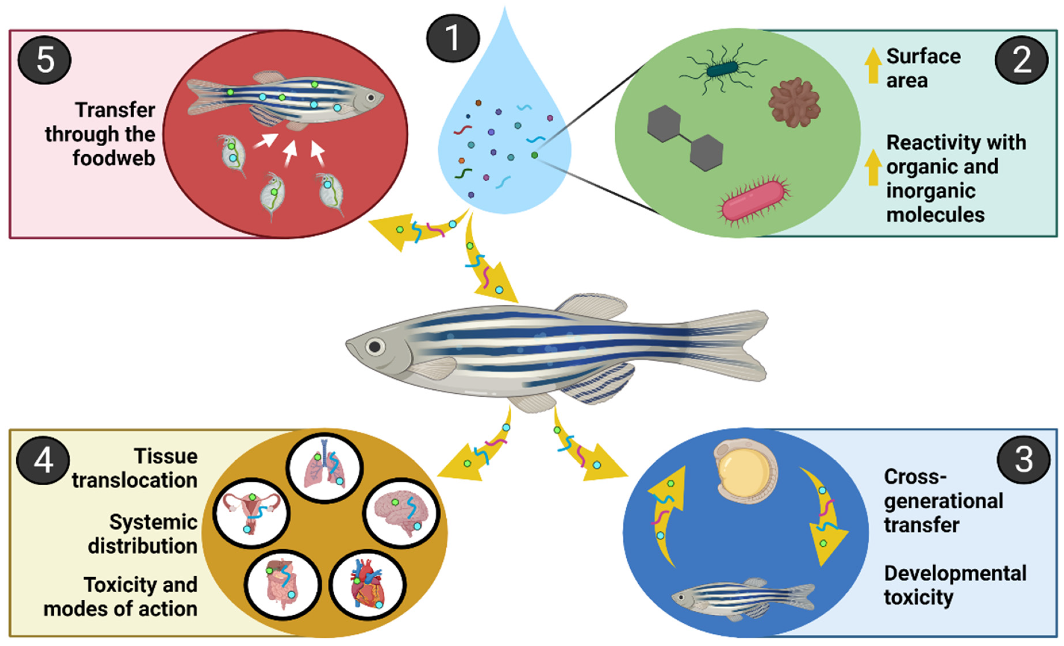 Toxics | Free Full-Text | Nanoplastics in Aquatic Environments: Impacts on  Aquatic Species and Interactions with Environmental Factors and Pollutants
