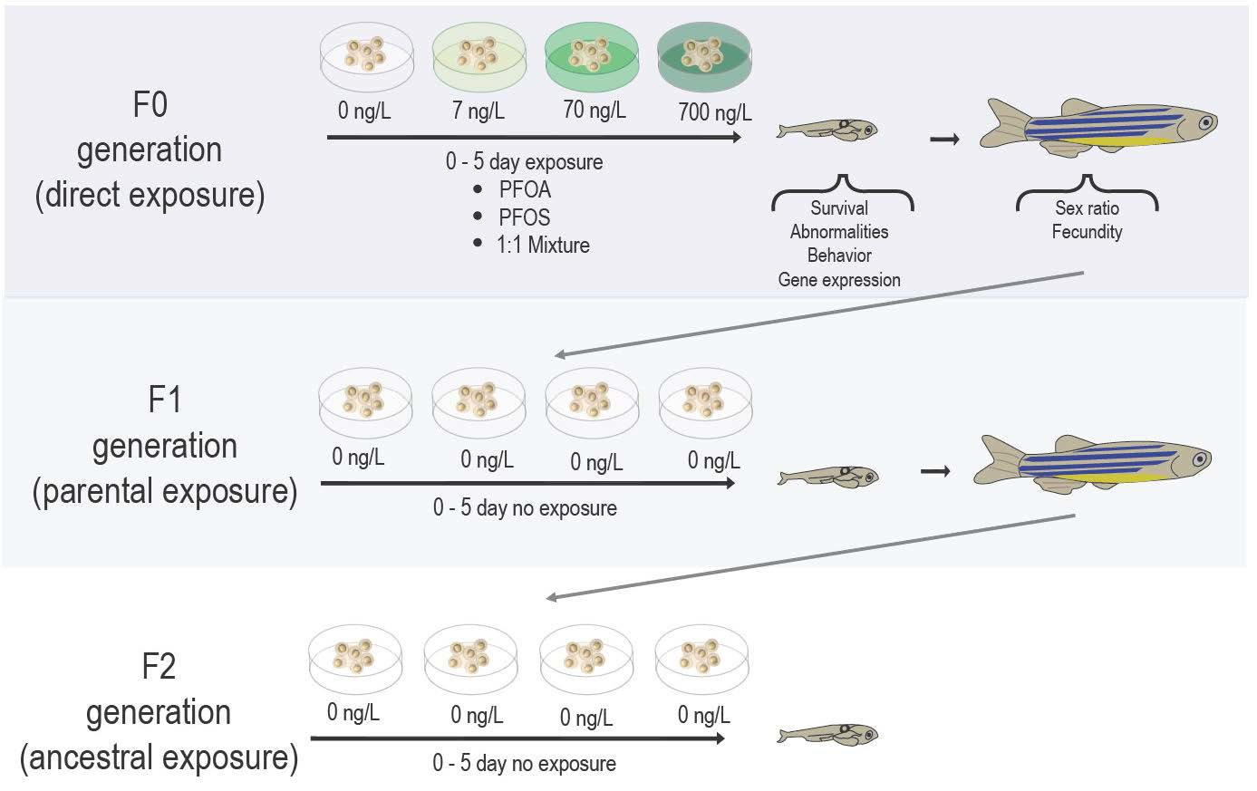 Toxics Free Full-Text Multi- and Transgenerational Effects of Developmental Exposure to Environmental Levels of PFAS and PFAS Mixture in Zebrafish (Danio rerio) photo
