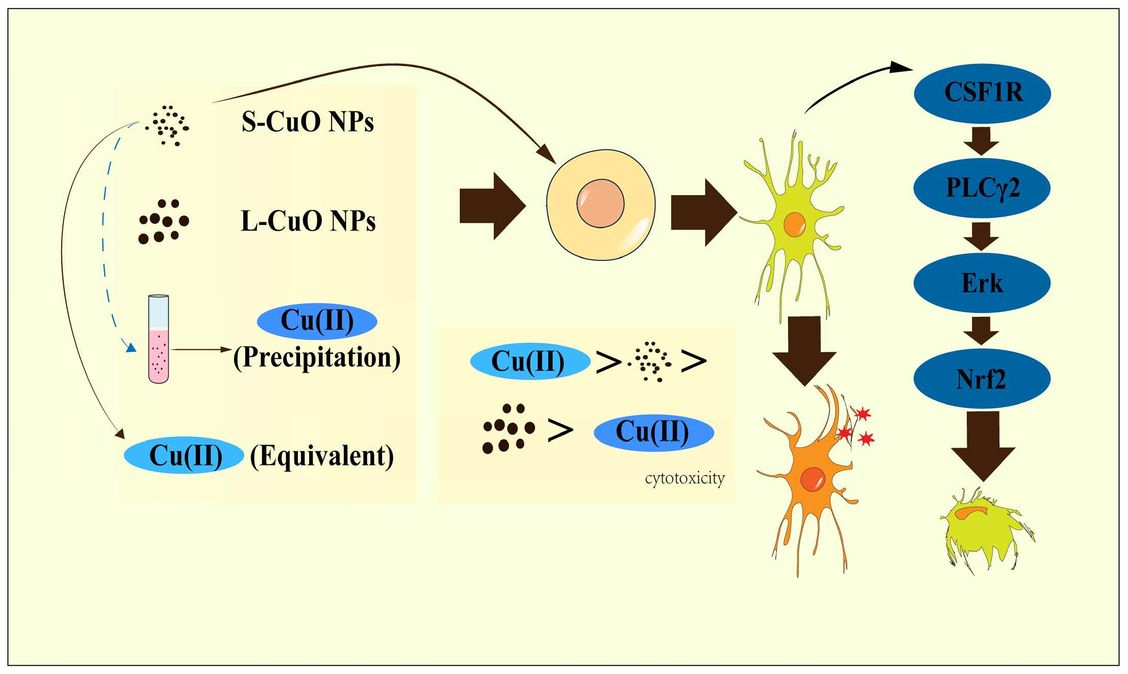 Cuo-nps Induce Apoptosis And Functional Impairment In Bv2 Cells Through 