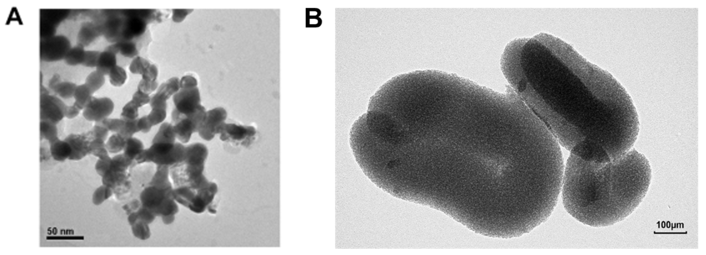 Cuo-nps Induce Apoptosis And Functional Impairment In Bv2 Cells Through 