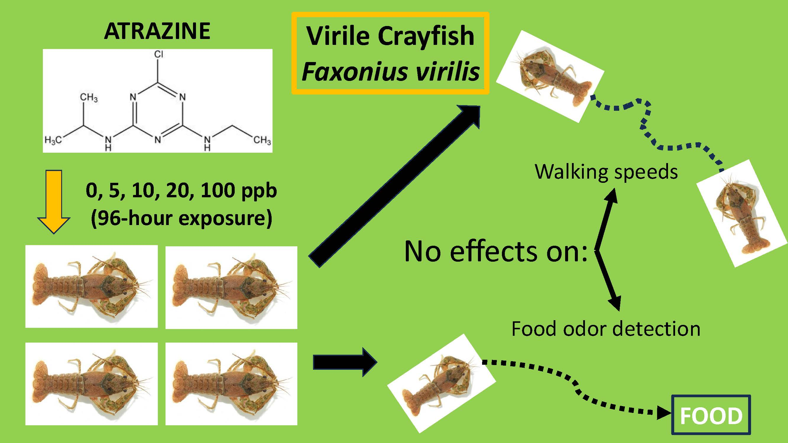 Preliminary Tests on the Effects of Atrazine Exposure on the Food ...