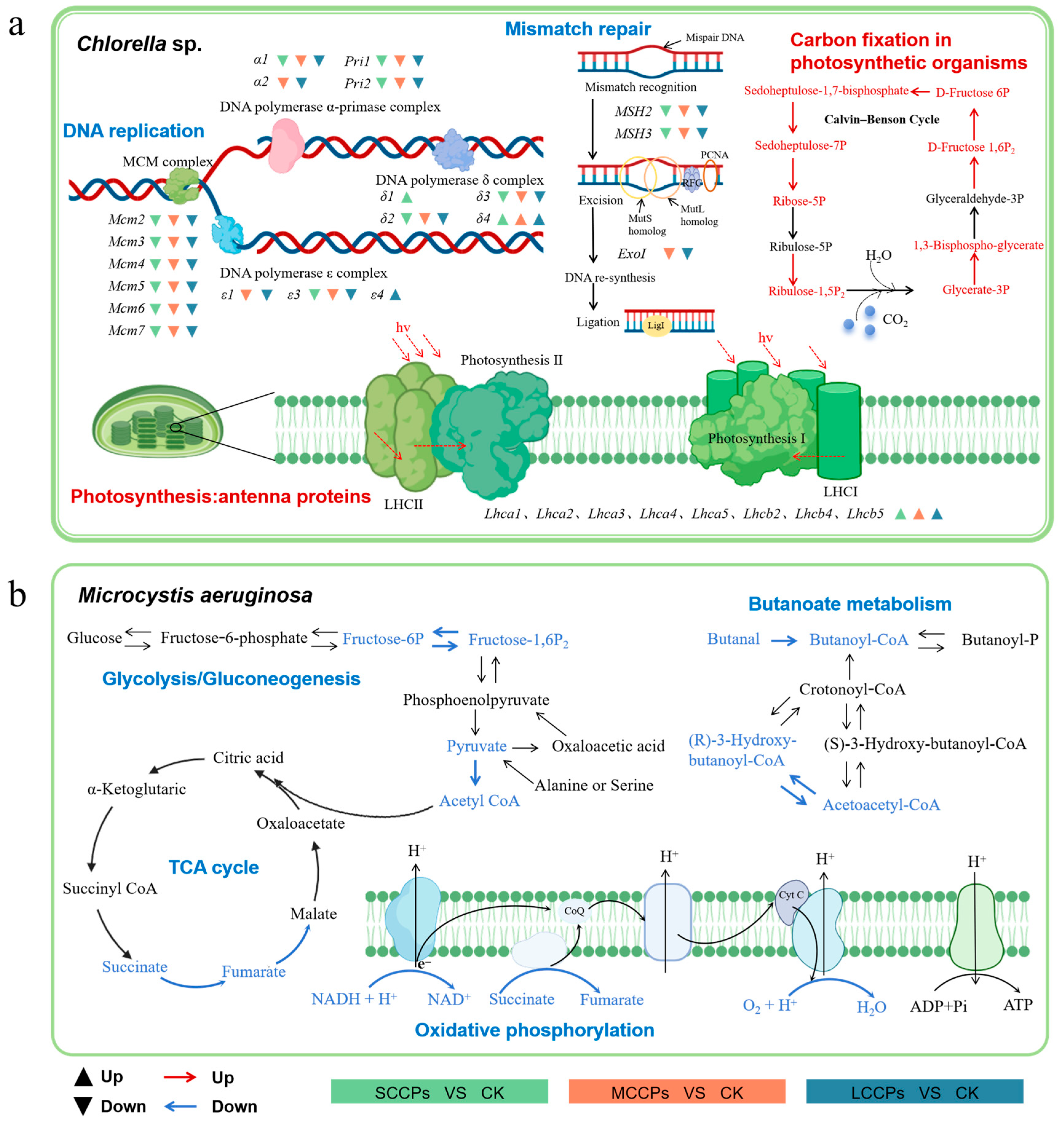 Paraffins Toxicity Mechanism of Chlorinated Paraffins with Different Carbon Chain ...