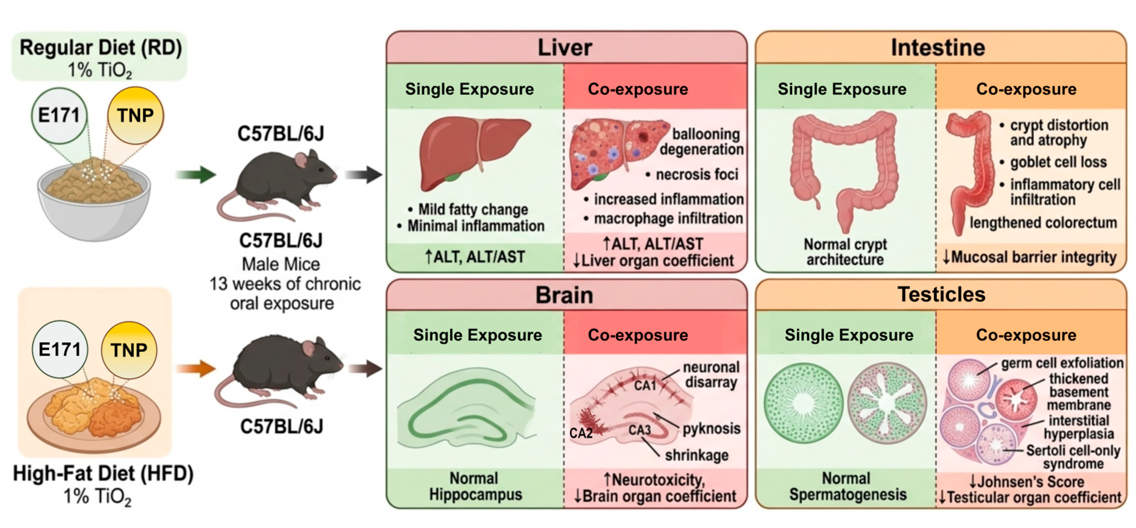 Tio2 Digestion Co-Exposure to Food-Grade and Nano-TiO2 with High-Fat Diet Induces ...