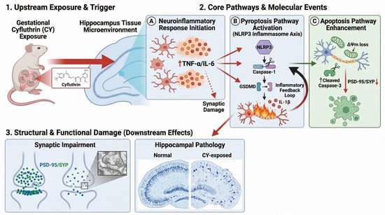 Effects of Early Life Exposure to the Insecticide Cyfluthrin on Cognitive Dysfunction in Offspring of Rats: Mechanisms of Action