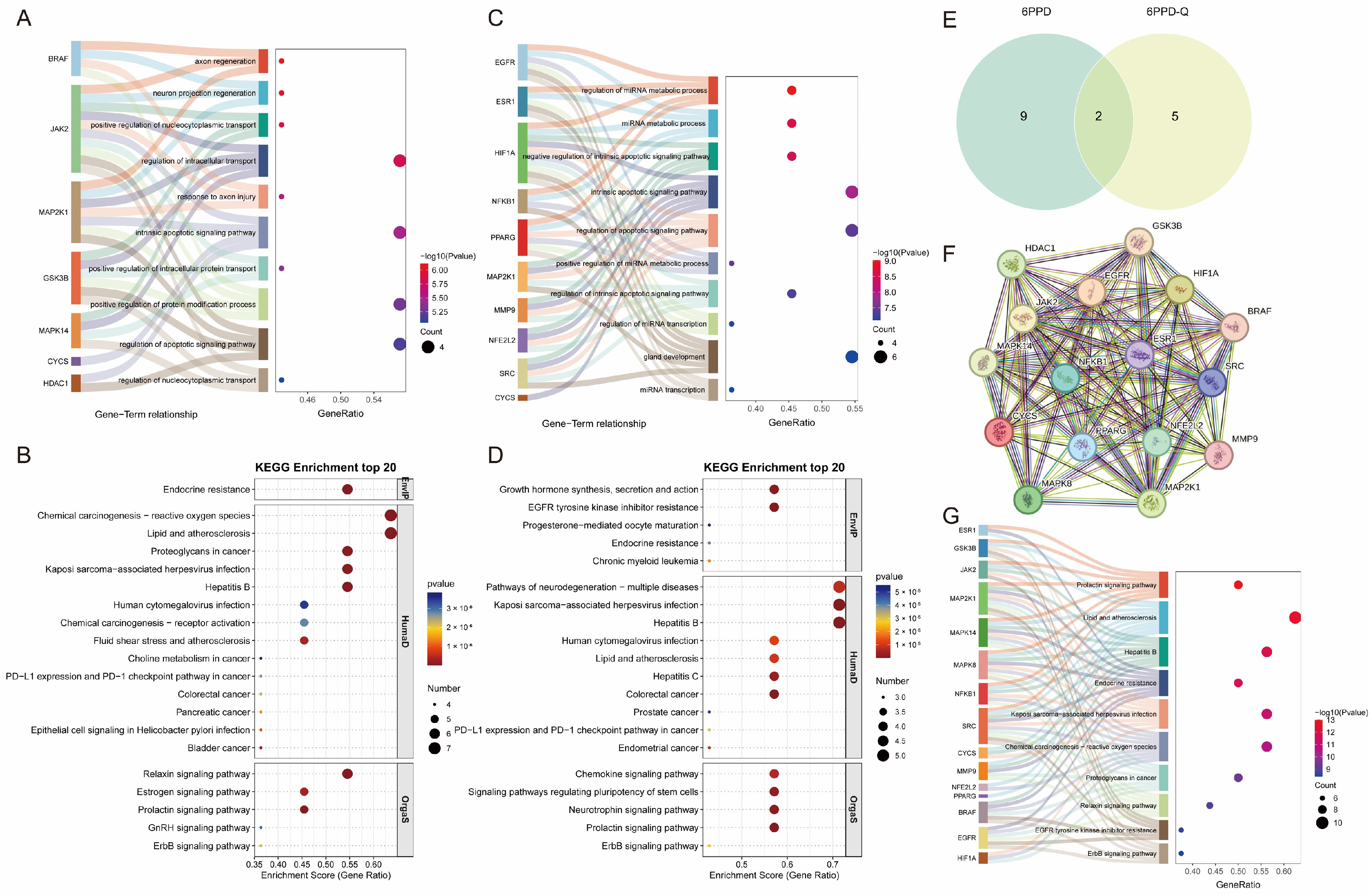Molecular Mechanisms of 6PPD and 6PPD-Q Toxicity in Neurodegenerative ...