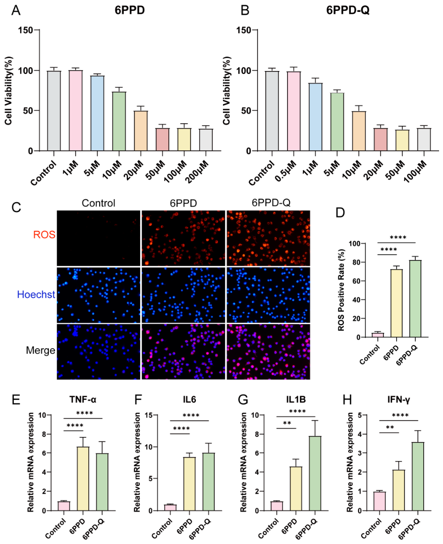 Molecular Mechanisms of 6PPD and 6PPD-Q Toxicity in Neurodegenerative ...