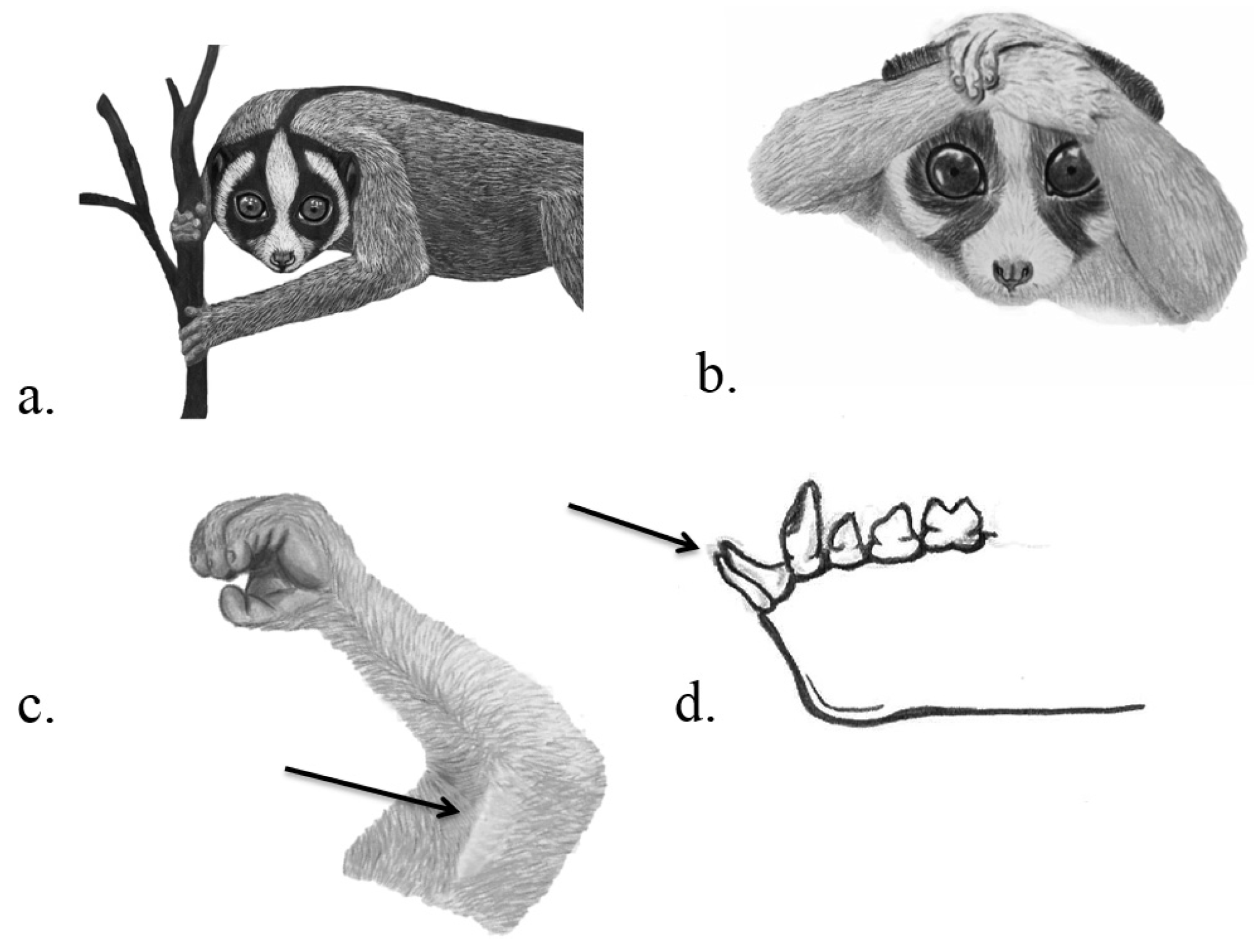 Cabinet Of Curiosities Venom Systems And Their Ecological Function In Cabinet Of Curiosities Venom Systems And Their Ecological Function In