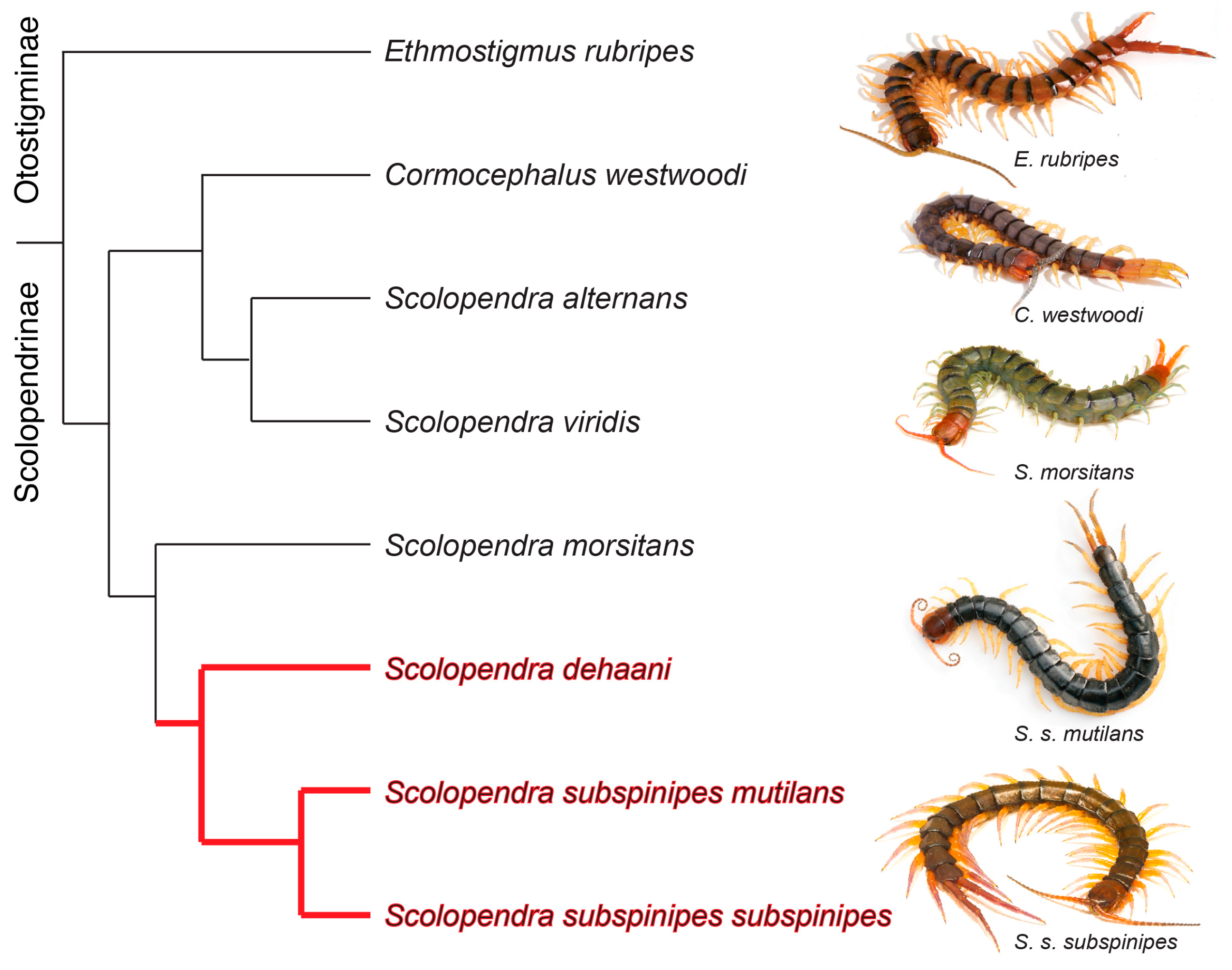 Toxins | Free Full-Text | True Lies: Using Proteomics to Assess the  Accuracy of Transcriptome-Based Venomics in Centipedes Uncovers False  Positives and Reveals Startling Intraspecific Variation in Scolopendra  subspinipes
