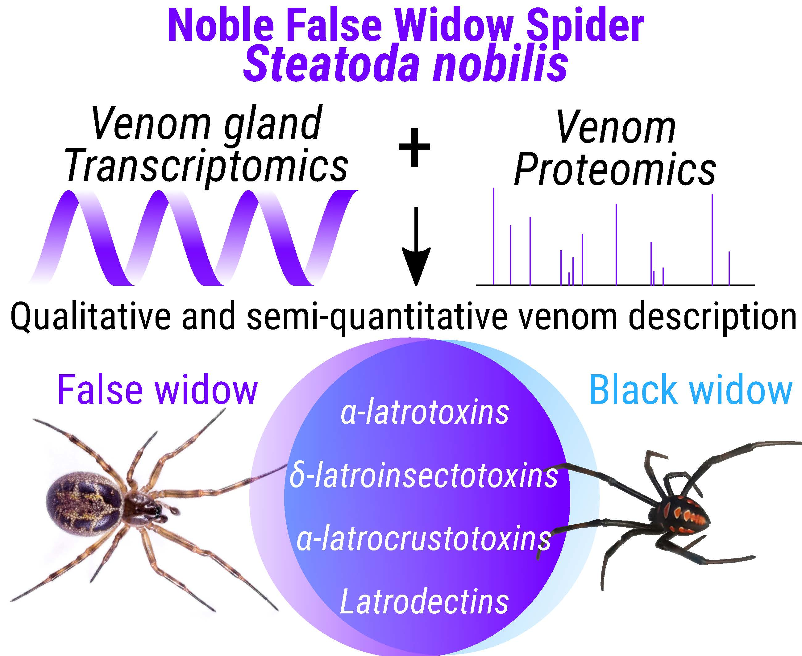 false black widow vs black widow