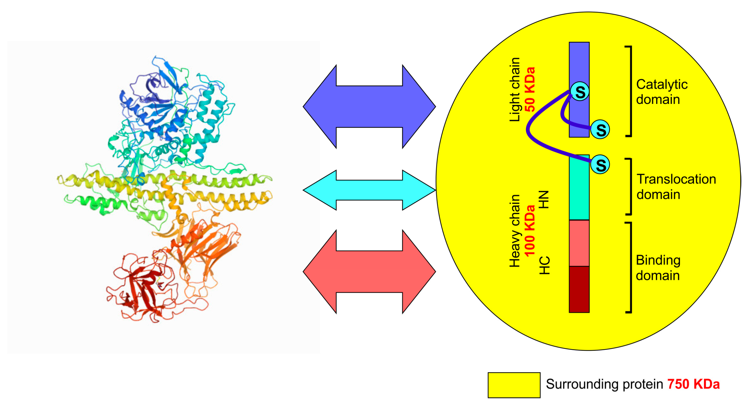 Toxins Free Full Text Botulinum Toxin An Update On Pharmacology 