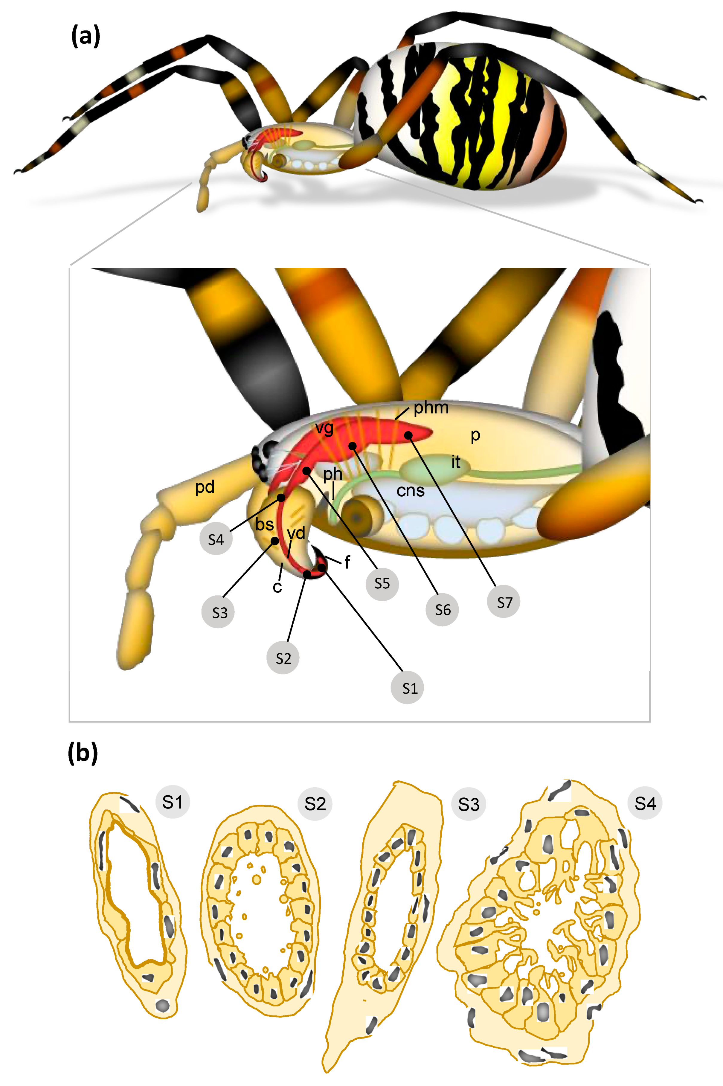 The mechanical characterization of the legs, fangs, and prosoma in