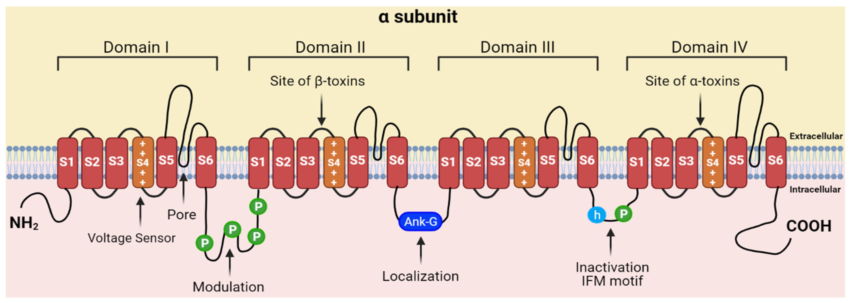 Identification And Characterization Of Novel Proteins From Arizona Bark Identification And Characterization Of Novel Proteins From Arizona Bark