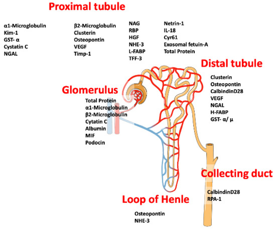 Toxins | Free Full-Text | Urinary Biomarkers of Mycotoxin Induced ...