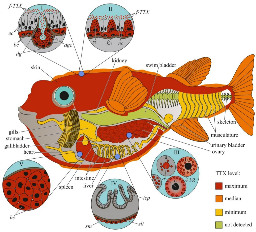 Toxins | Free Full-Text | An Overview of the Anatomical Distribution of  Tetrodotoxin in Animals