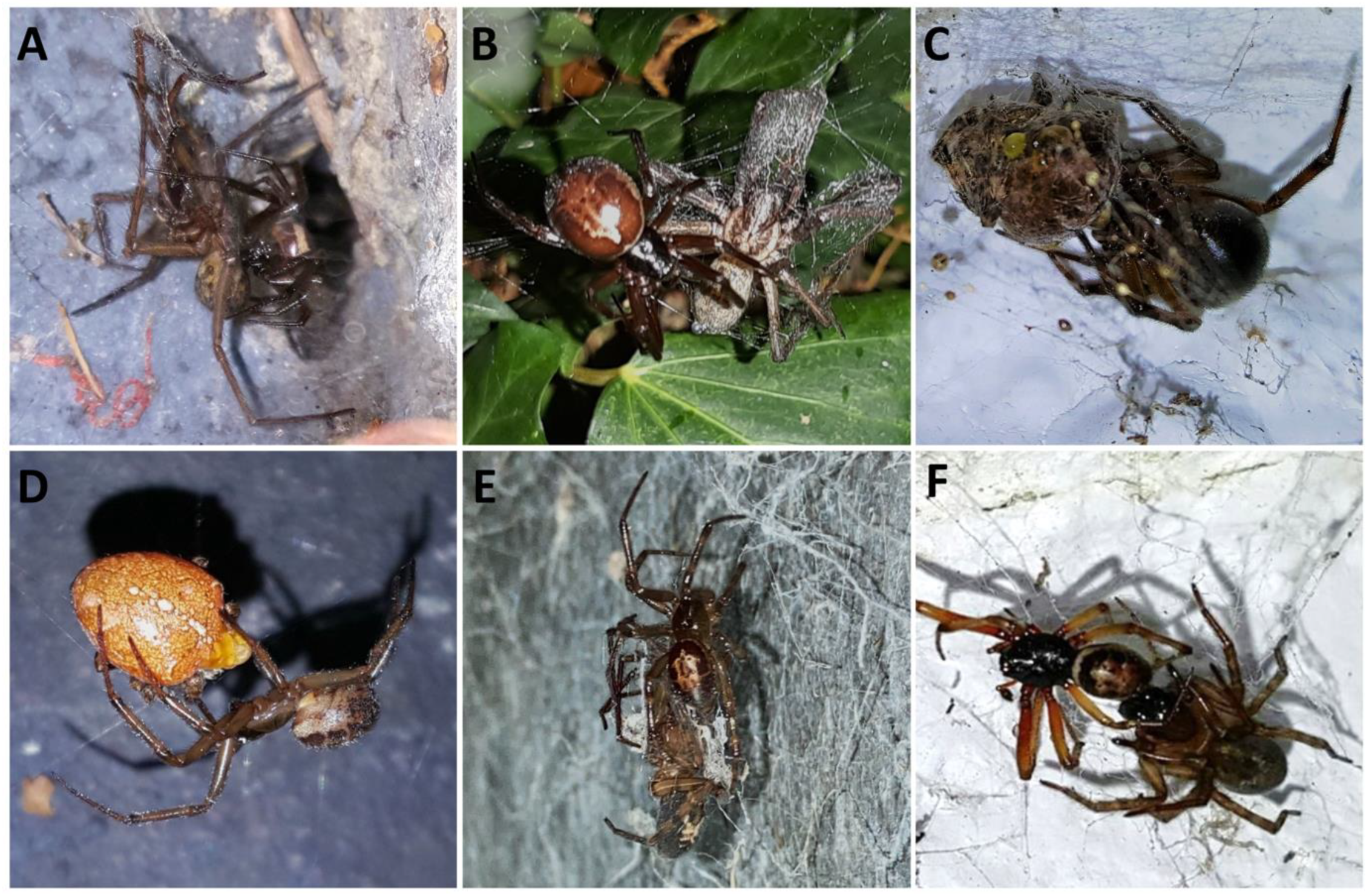 Synanthropic spiders, including the global invasive noble false widow  Steatoda nobilis, are reservoirs for medically important and antibiotic  resistant bacteria