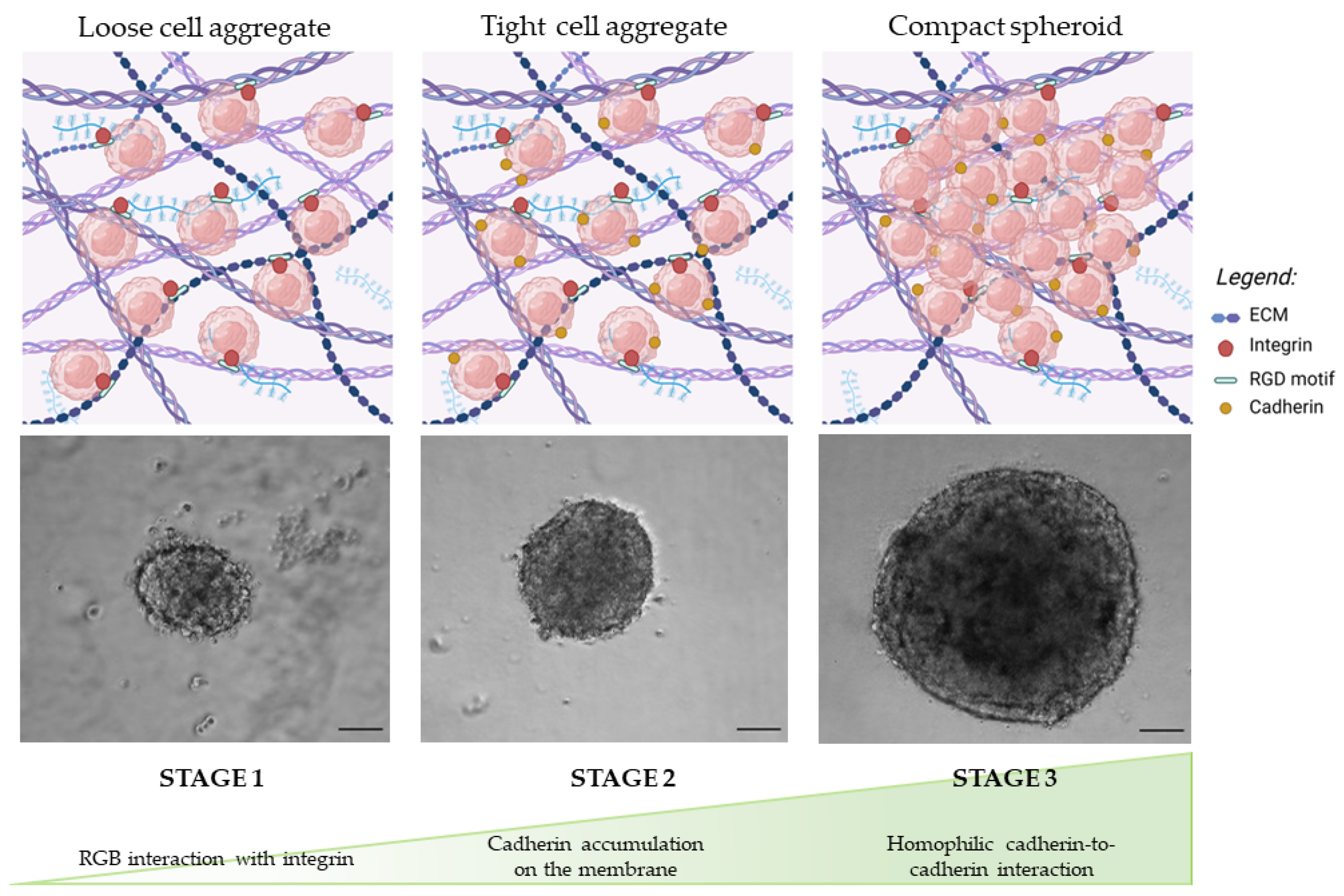 Macroscale Adipose Tissue from Cellular Aggregates: A Simplified
