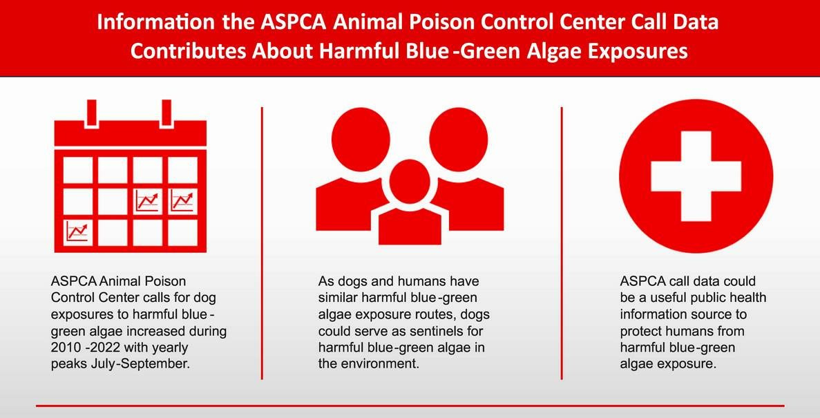 15 Plants Toxic to Dogs  ASPCA® Pet Health Insurance
