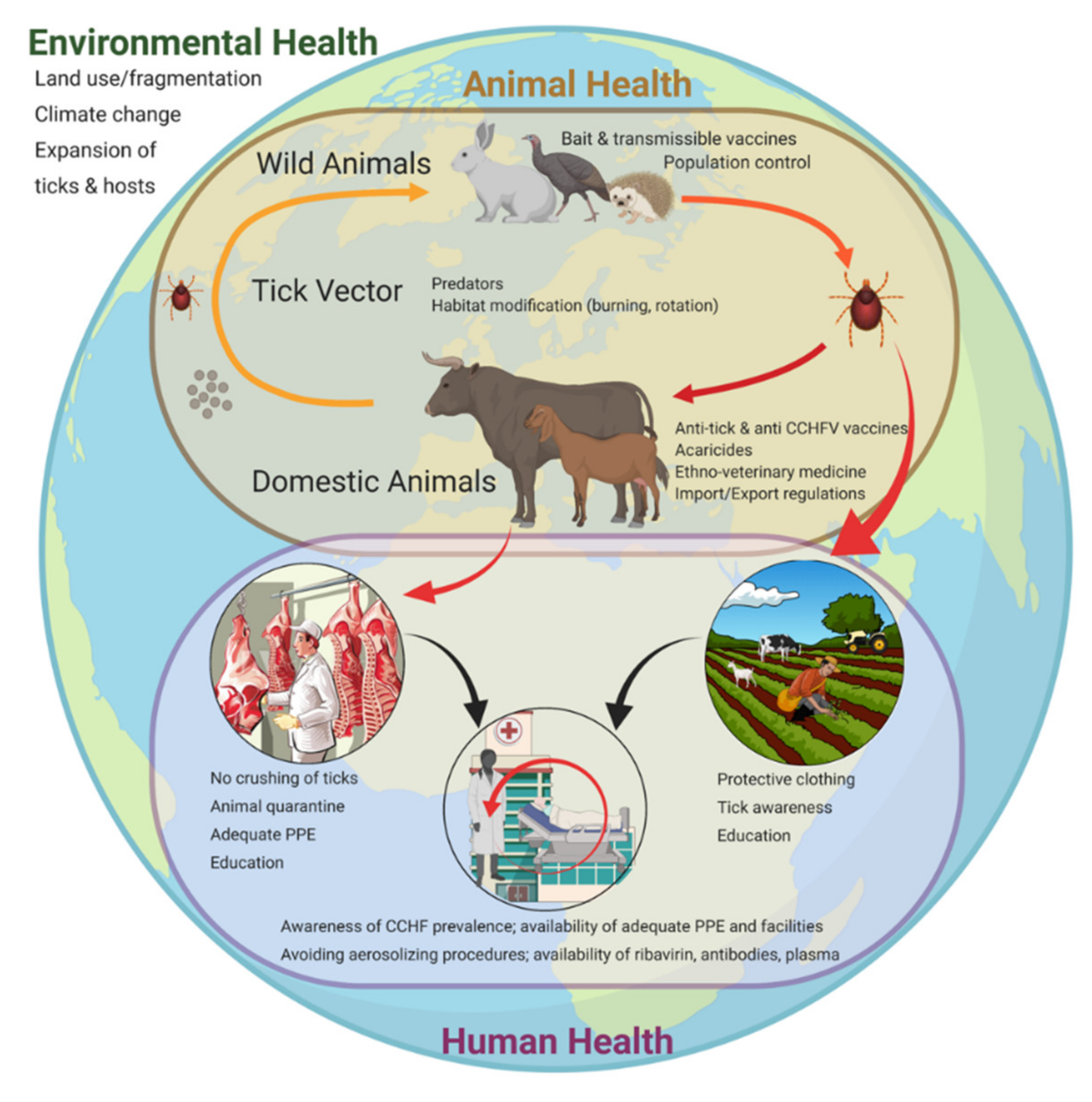 TropicalMed | Free Full-Text | Towards a Sustainable One Health Approach to  Crimean–Congo Hemorrhagic Fever Prevention: Focus Areas and Gaps in  Knowledge