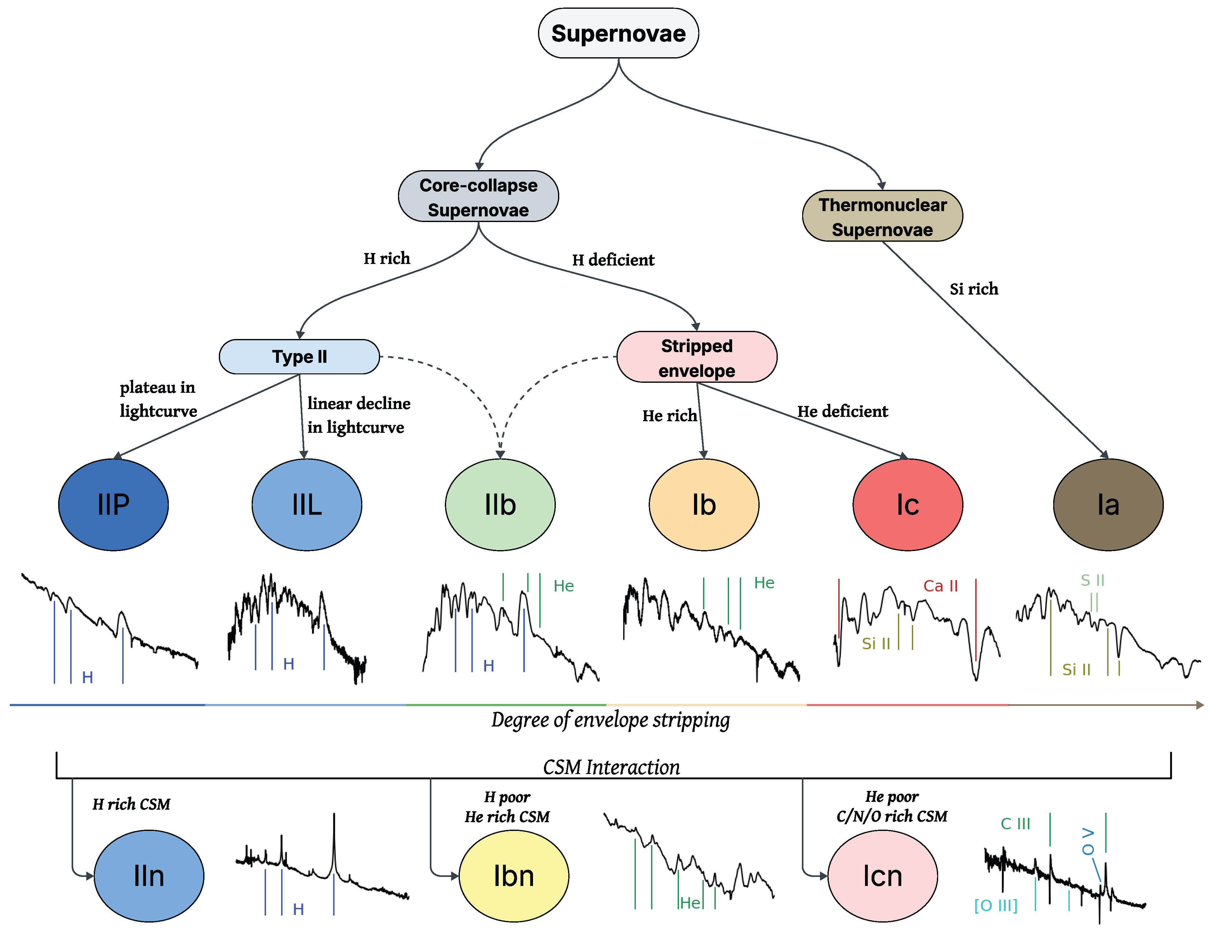 Probing Supernova Diversity Through High-Cadence Optical Observations