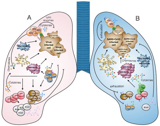 Vaccines | Free Full-Text | Lymphopenia in COVID-19: γδ T Cells-Based ...