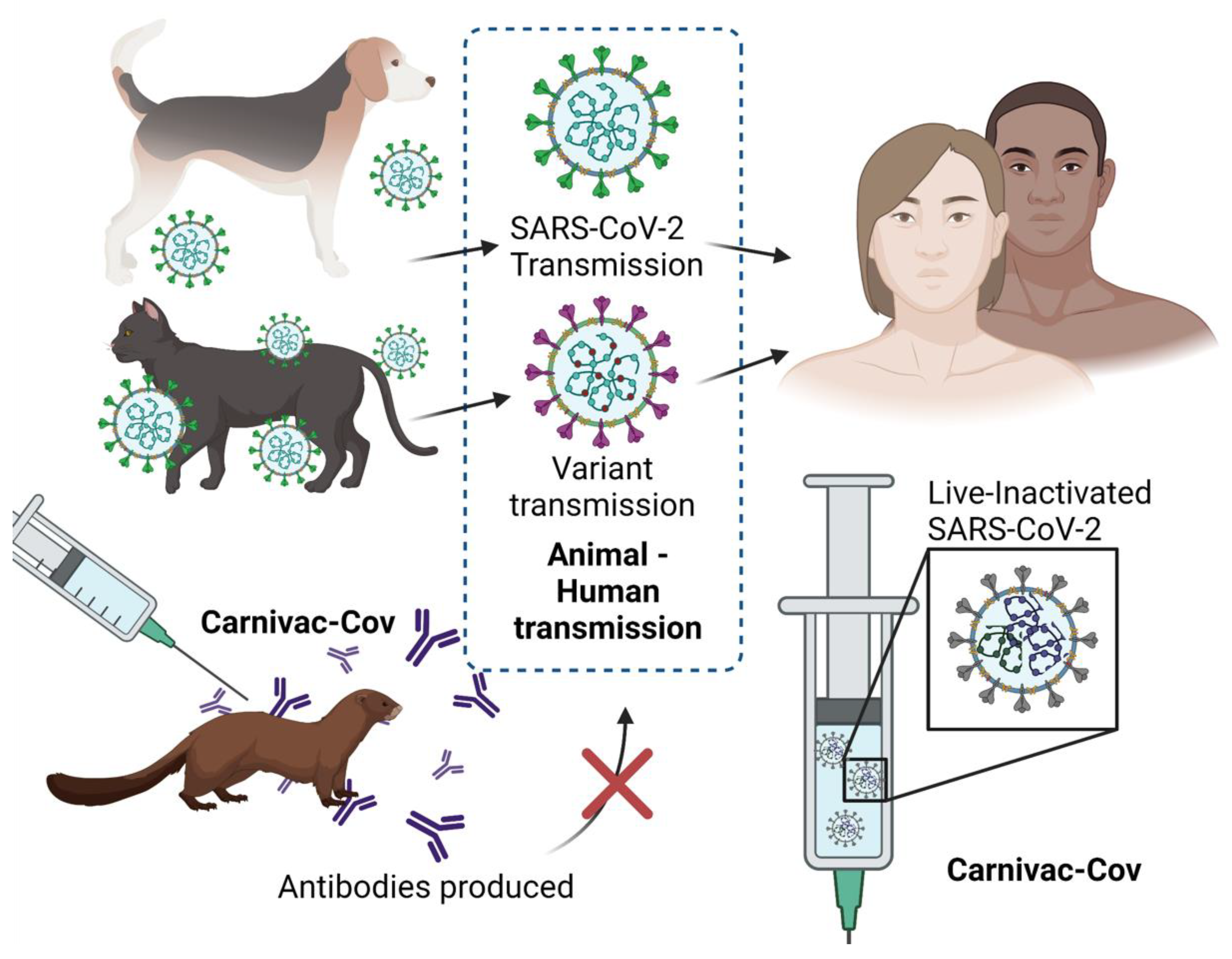 Vaccines | Free Full-Text | A Veterinary Vaccine for SARS-CoV-2: The First  COVID-19 Vaccine for Animals