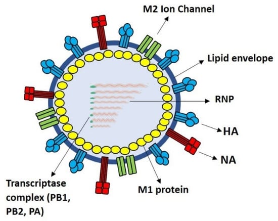 Vaccines | Free Full-Text | M2e-Based Influenza Vaccines with ...