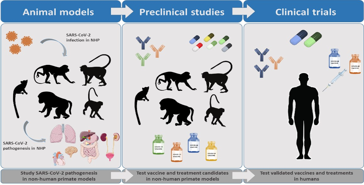 Vaccines | Free Full-Text | COVID-19 Research: Lessons from Non-Human  Primate Models