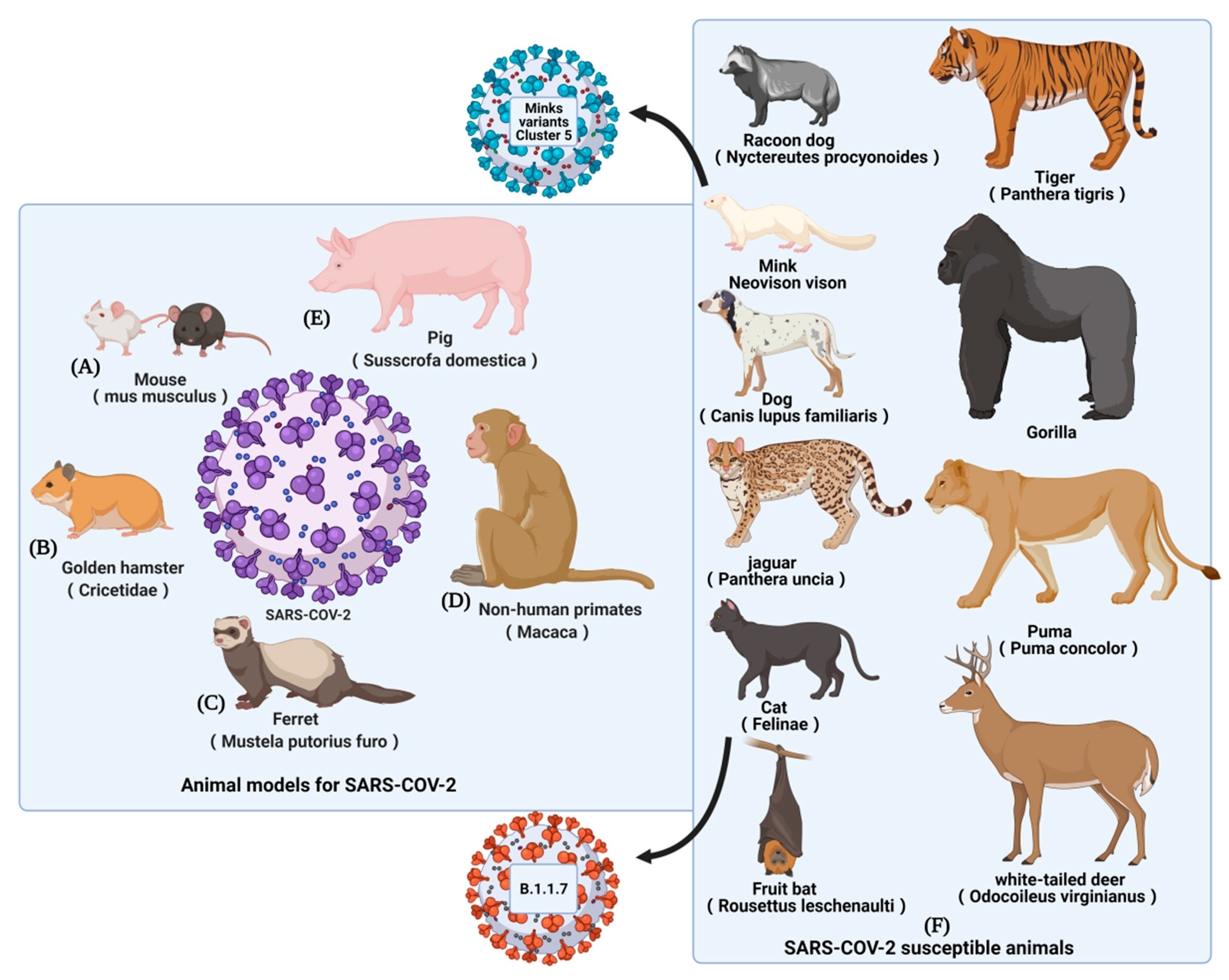 Vaccines | Free Full-Text | COVID-19 Animal Models and Vaccines: Current  Landscape and Future Prospects