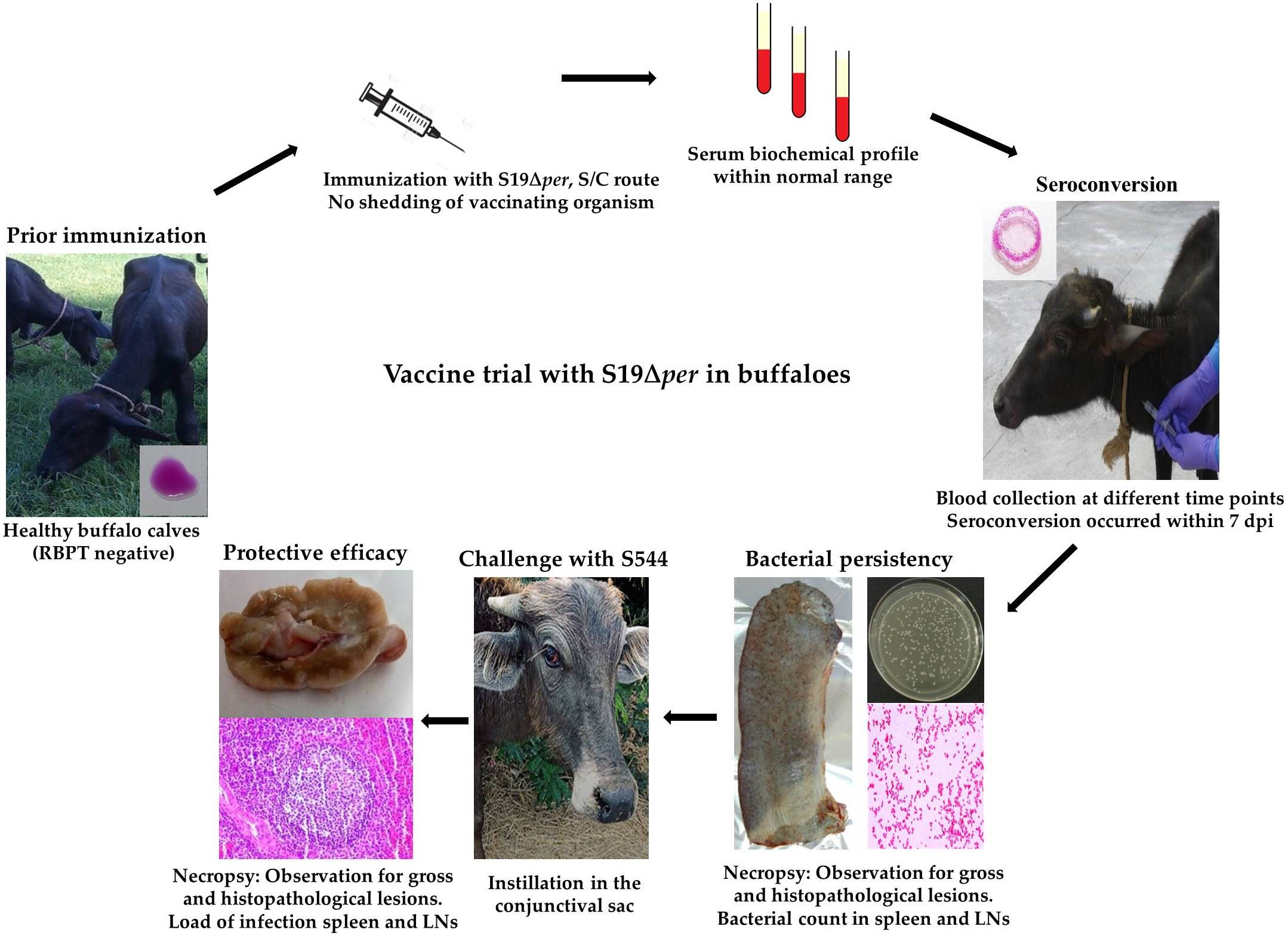 Vaccines | Free Full-Text | Immunization with Brucella abortus  S19Δper Conferred Protection in Water Buffaloes against Virulent  Challenge with B. abortus Strain S544