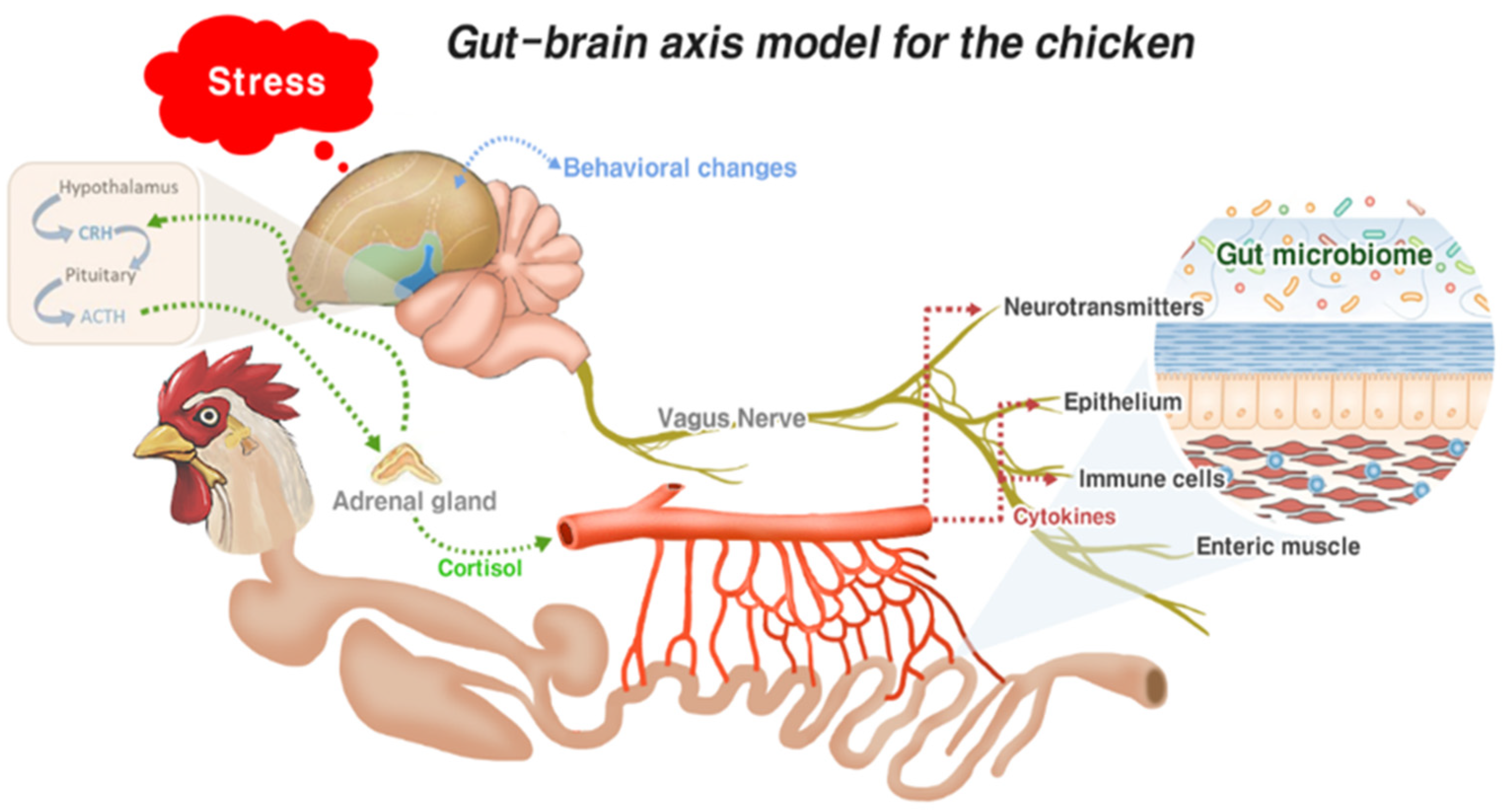 chicken brain size comparison