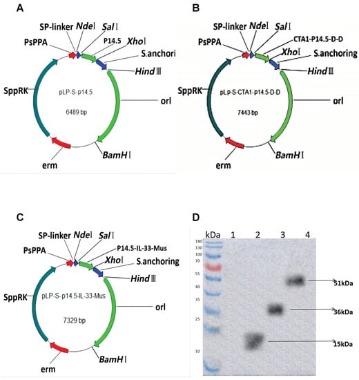 Lactobacillus plantarum Surface-Displayed ASFV (p14.5) Can Stimulate ...