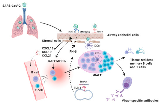 Considerations For Novel Covid-19 Mucosal Vaccine Development