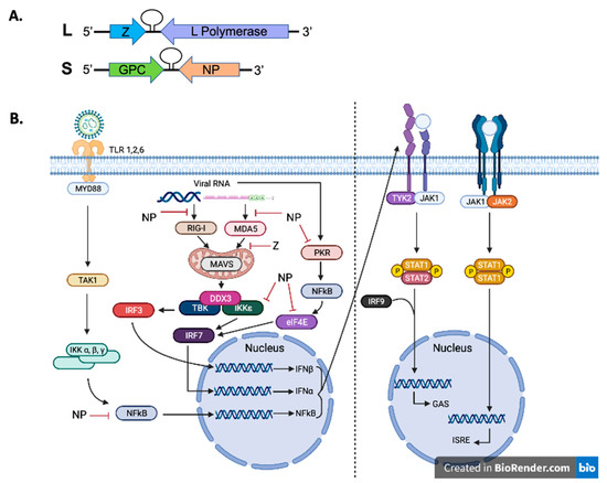 Vaccines | Free Full-Text | Understanding Immune Responses to Lassa ...