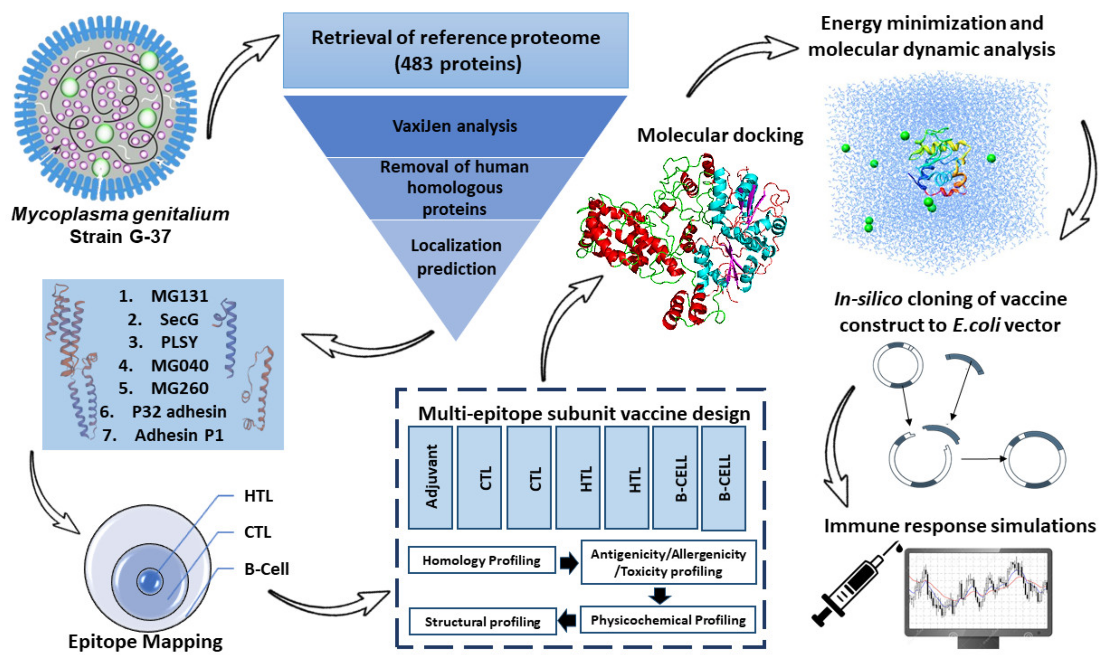 Frontiers  Multiple-Allele MHC Class II Epitope Engineering by a Molecular  Dynamics-Based Evolution Protocol