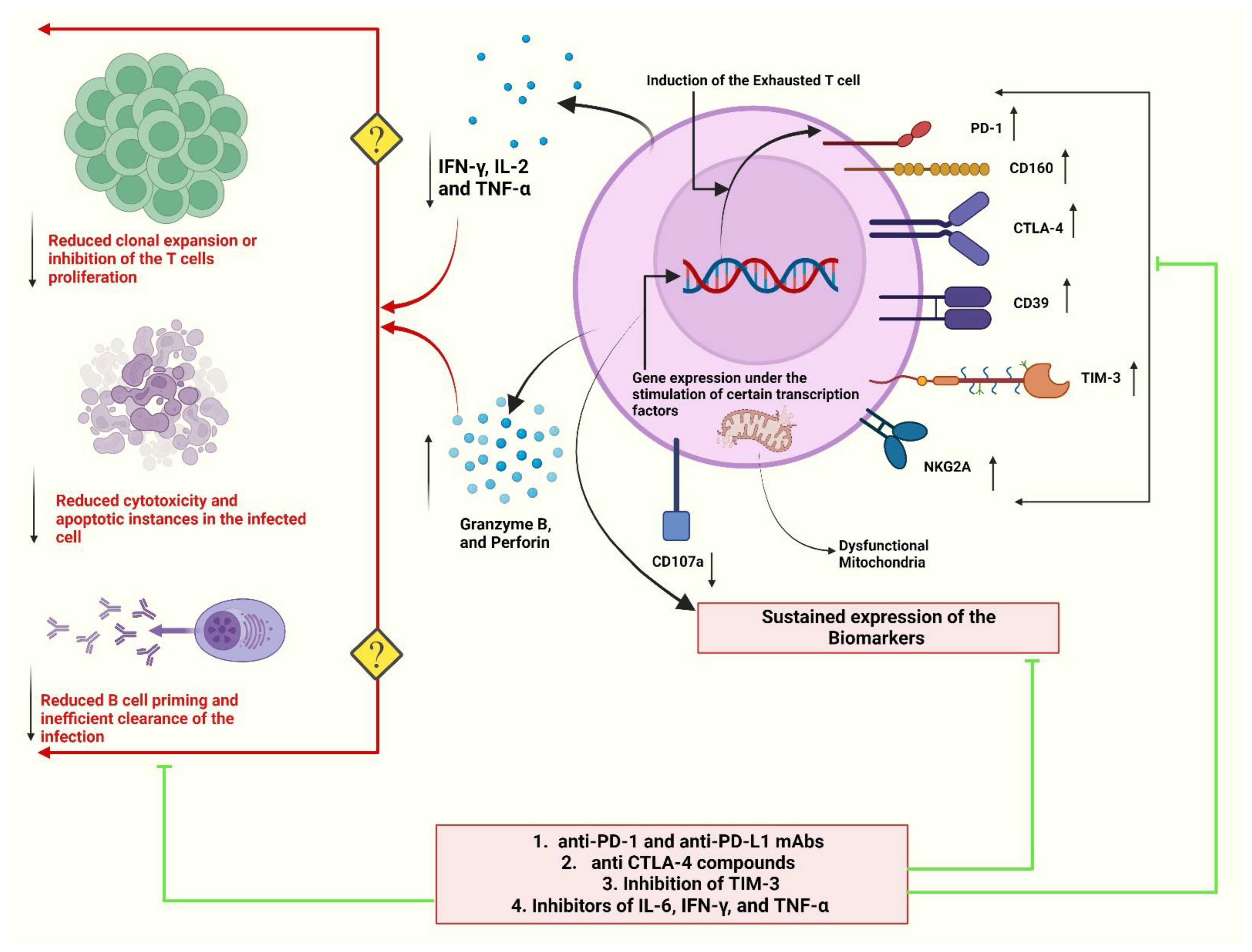 Updated Insights Into The T Cell Mediated Immune Response Against SARS Updated Insights Into The T Cell Mediated Immune Response Against SARS