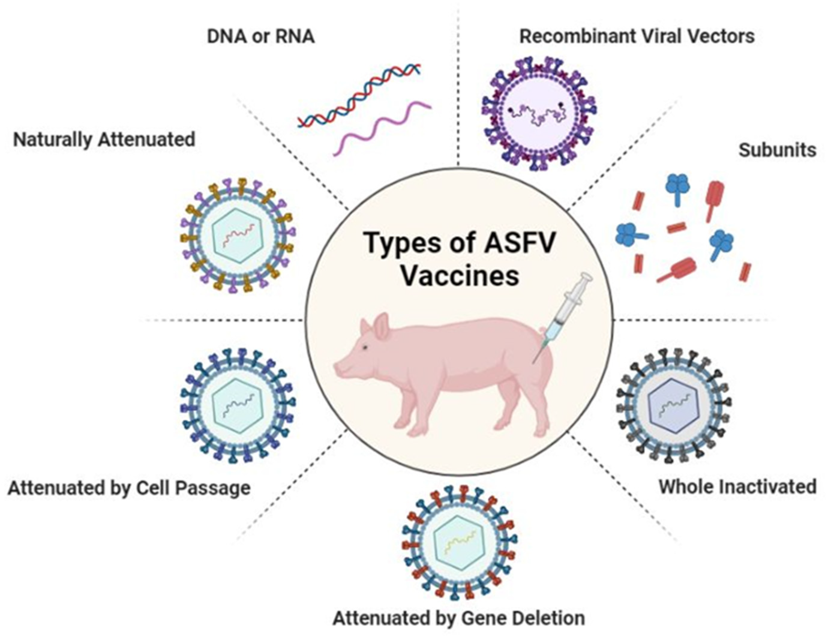Vaccines | Free Full-Text | African Swine Fever Virus (ASFV): Immunity and  Vaccine Development