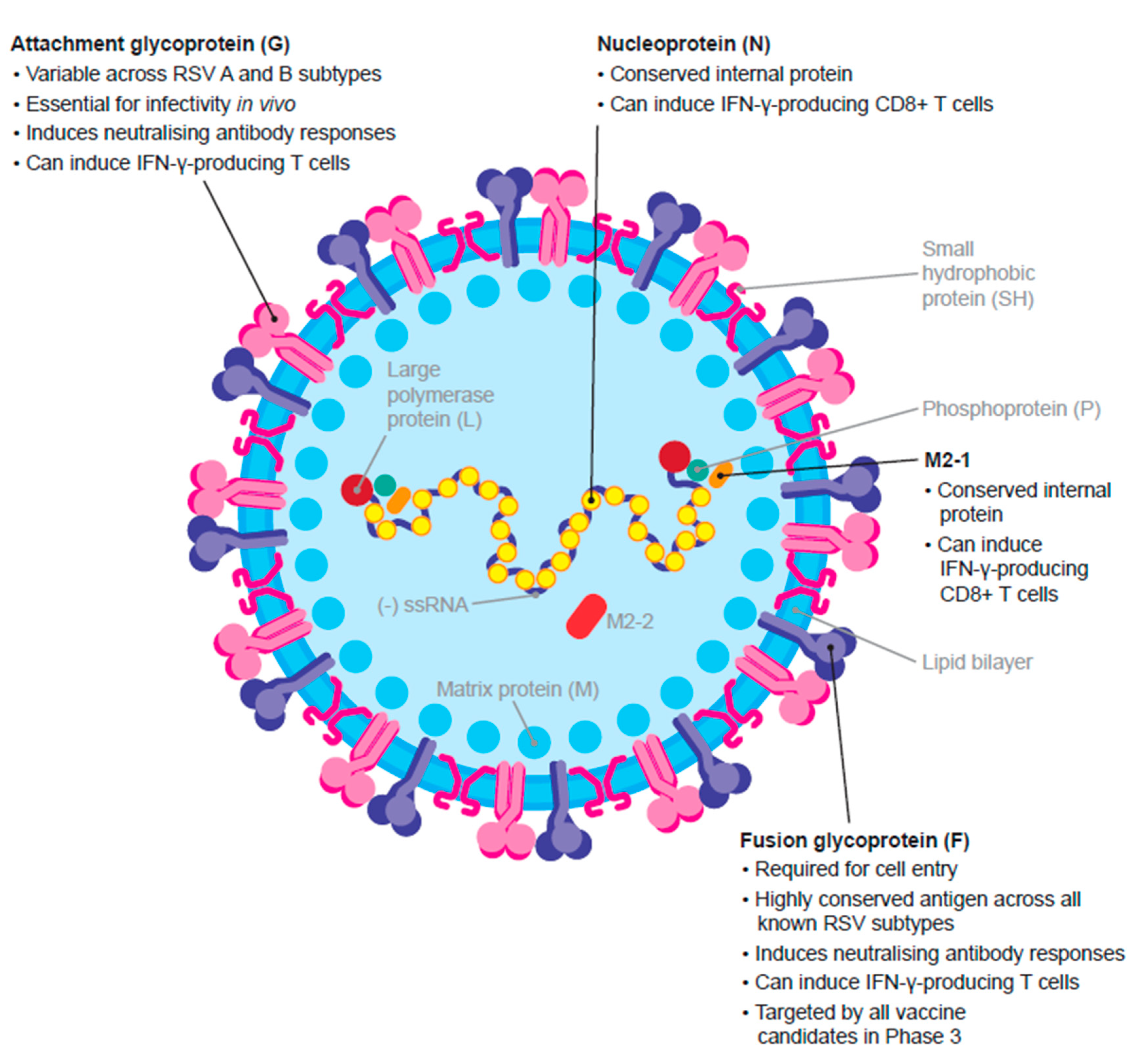 Bemiddelen Premisse ginder Vaccines | Free Full-Text | The Quest for a Respiratory Syncytial Virus  Vaccine for Older Adults: Thinking beyond the F Protein