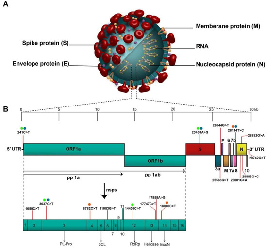 Adenoviral Vector-Based Vaccine Platform for COVID-19: Current Status