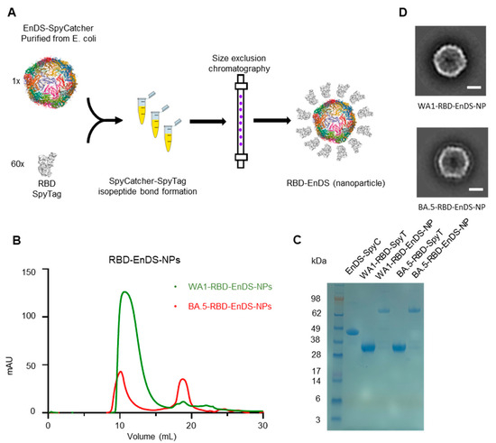 How Dippin' Dots could help with COVID-19 vaccine storage