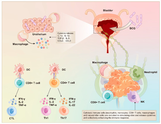 Vaccines | Free Full-Text | Bladder Cancer: Immunotherapy and Pelvic ...