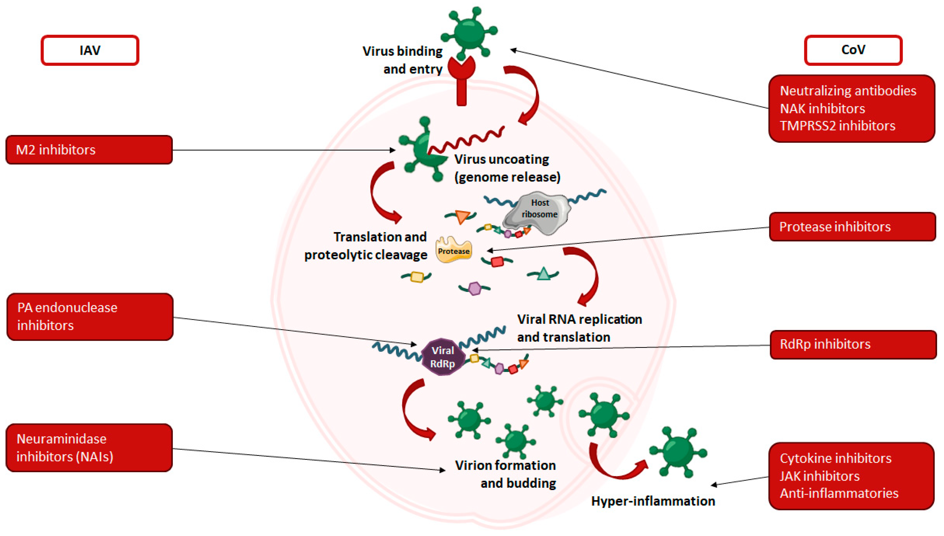 Combating Emerging Respiratory Viruses: Lessons and Future Antiviral ...