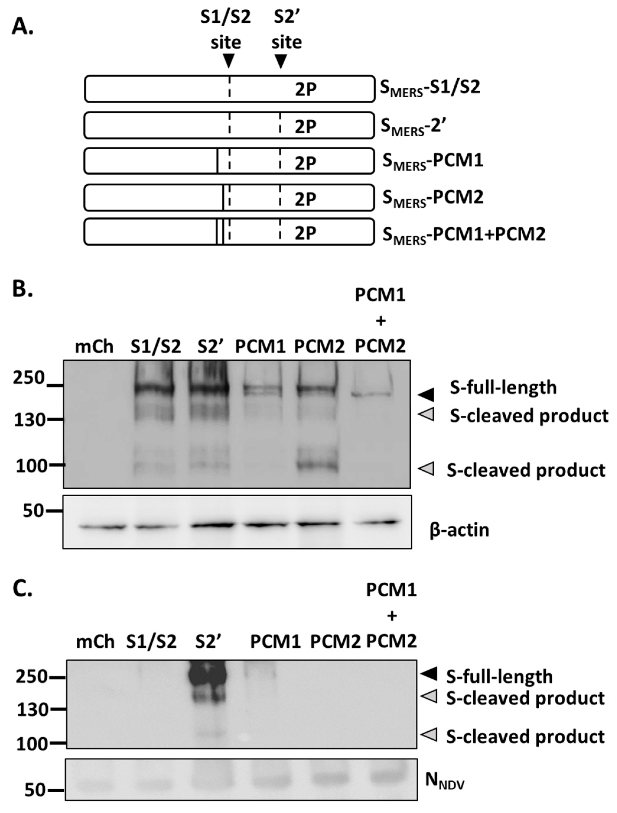 Newcastle Disease Virus Displaying an Ectodomain of Middle East ...