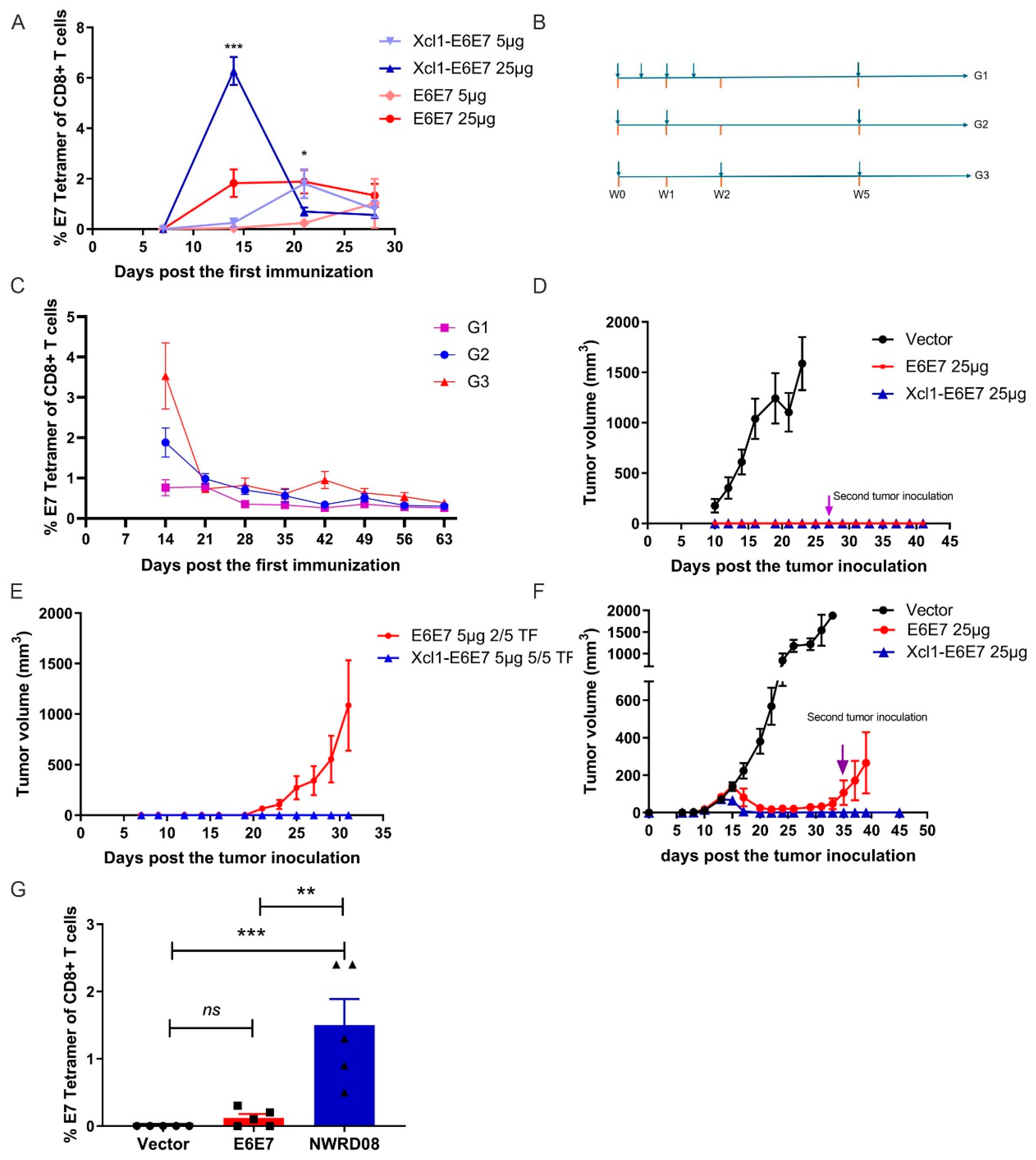 Developing an Effective Therapeutic HPV Vaccine to Eradicate Large ...