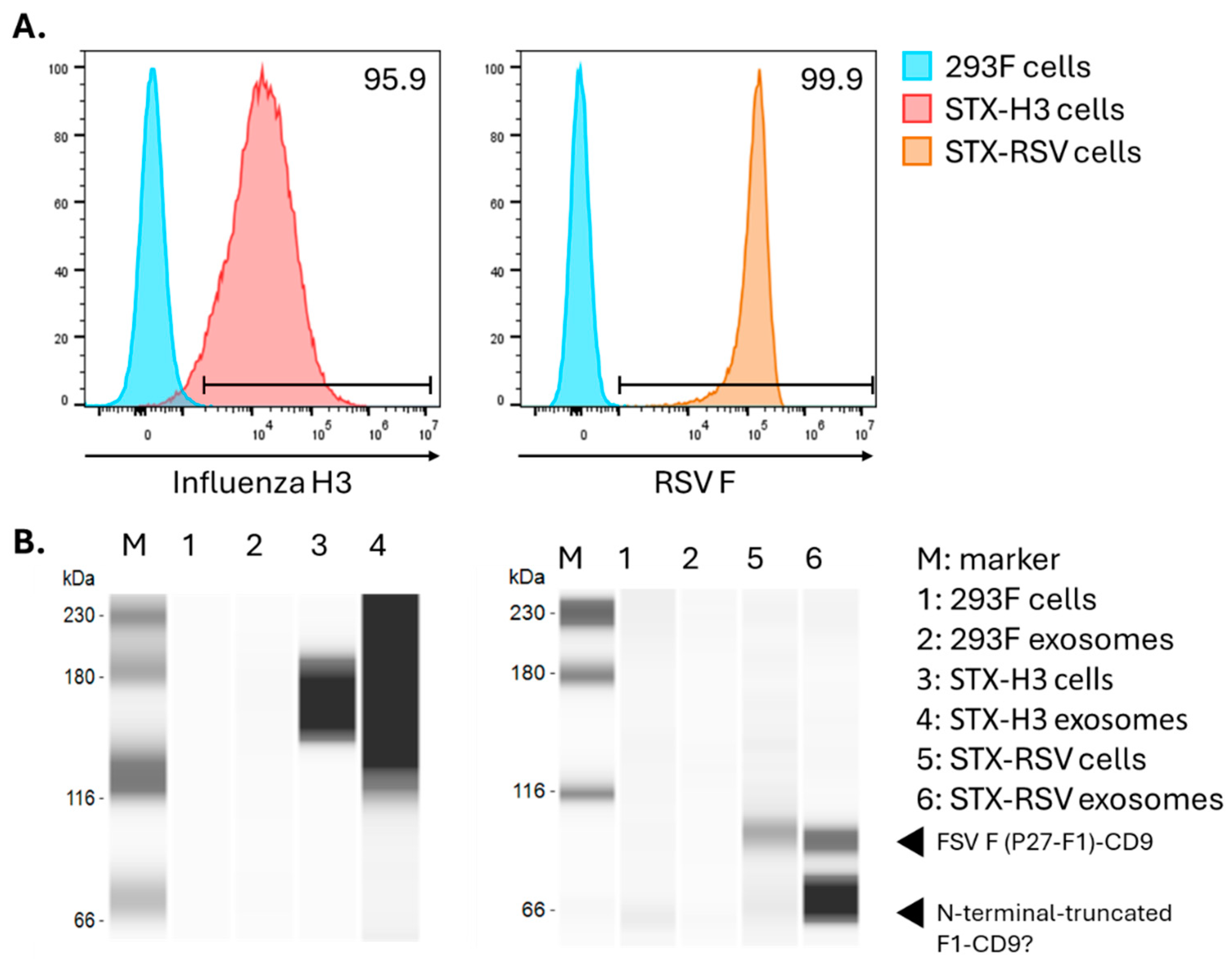 Multivalent Exosome Based Protein Vaccine: A “Mix and Match” Approach ...