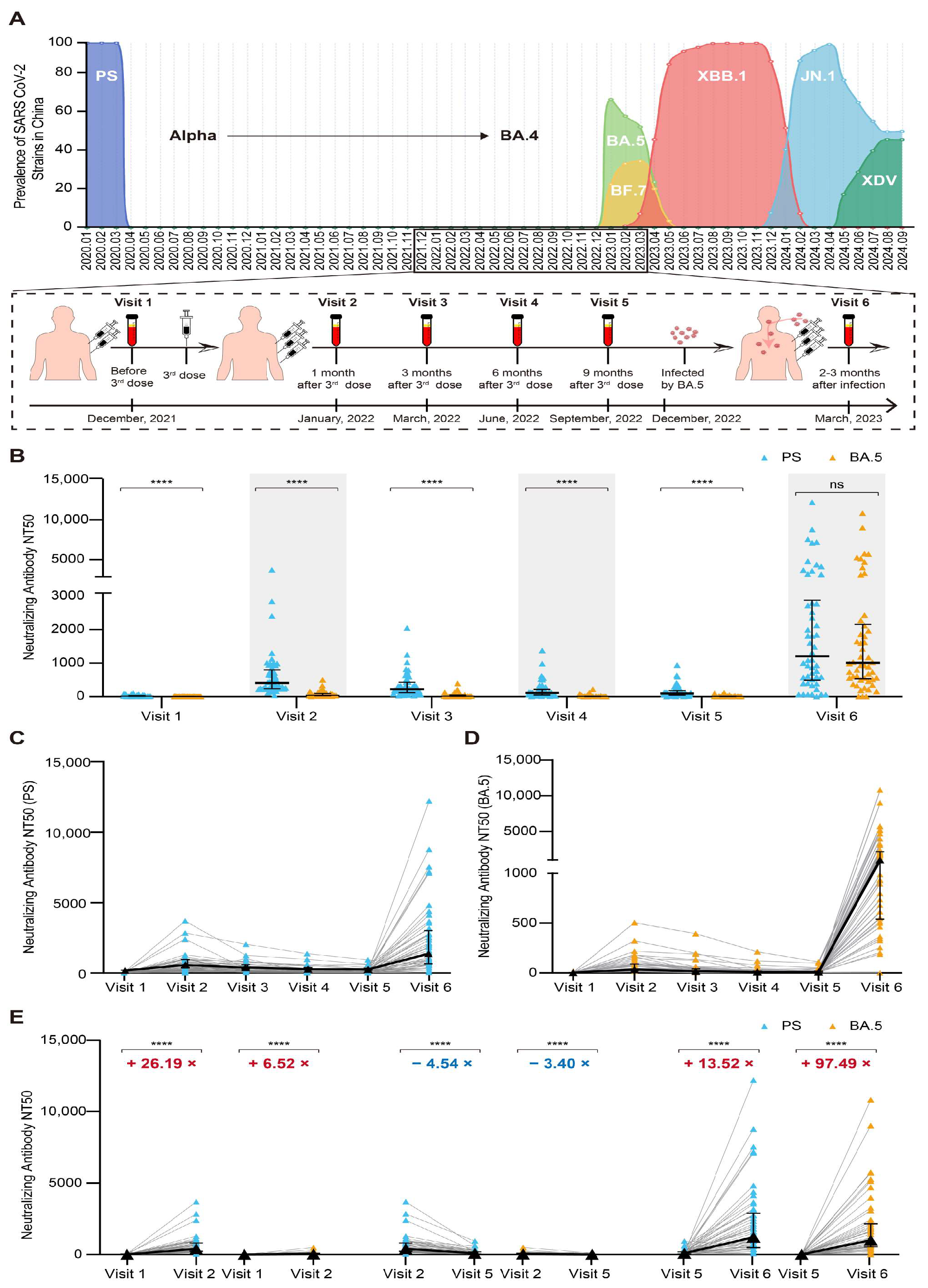 A Hidden Guardian: The Stability and Spectrum of Antibody-Dependent ...