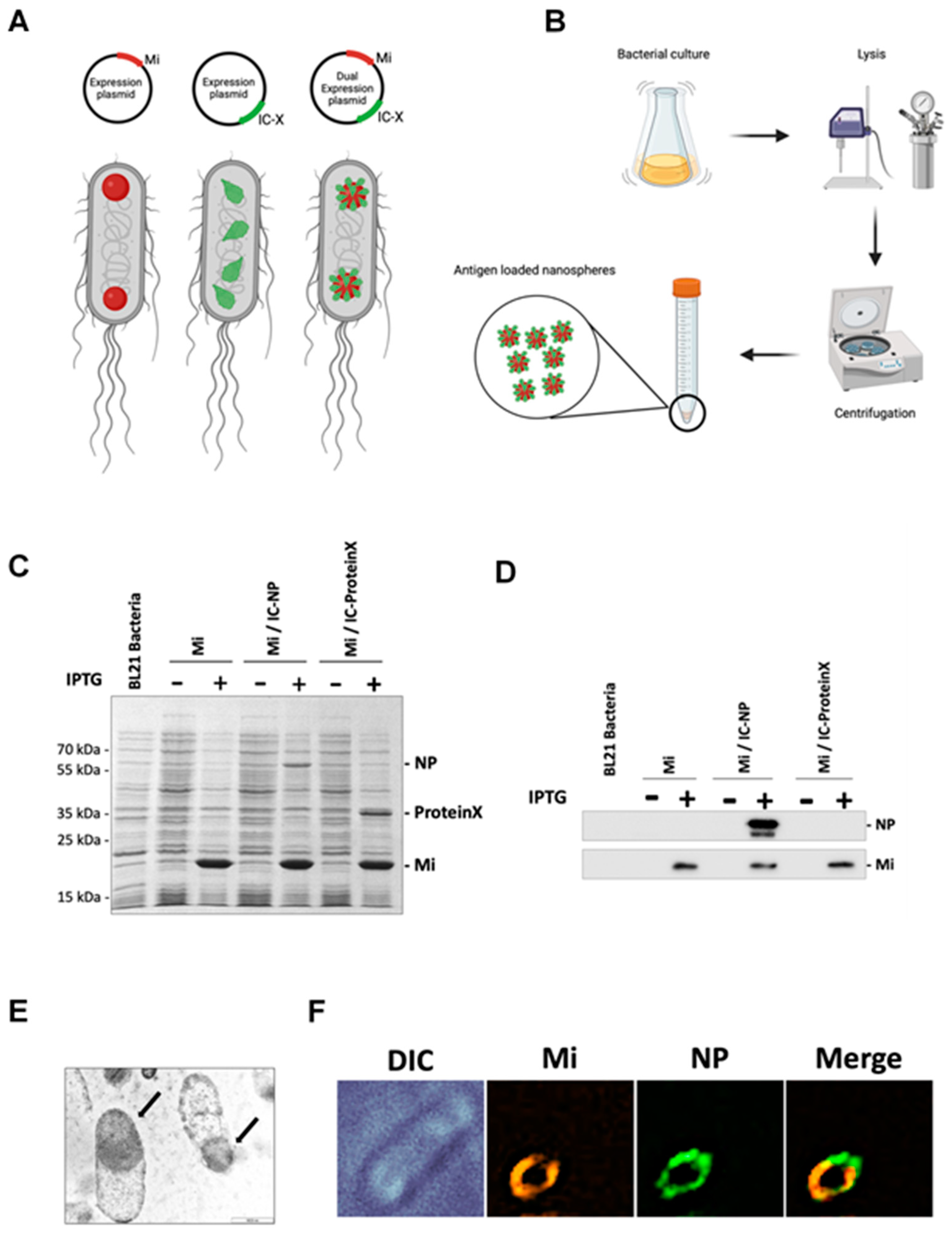 Prime-Boost Vaccination Based on Nanospheres and MVA Encoding the ...