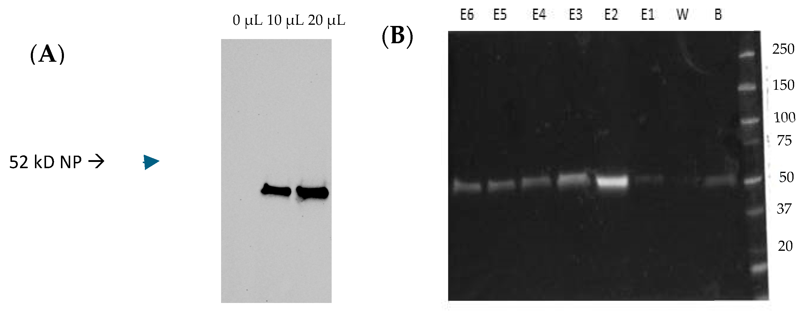 Prime-Boost Vaccination Based on Nanospheres and MVA Encoding the ...