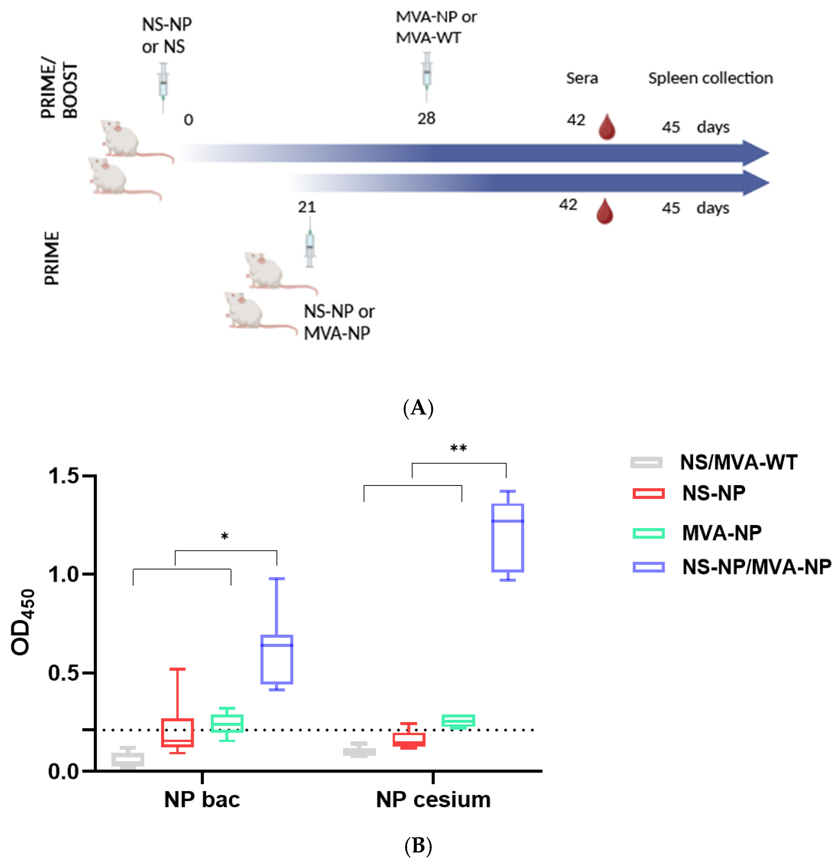 Prime-Boost Vaccination Based on Nanospheres and MVA Encoding the ...