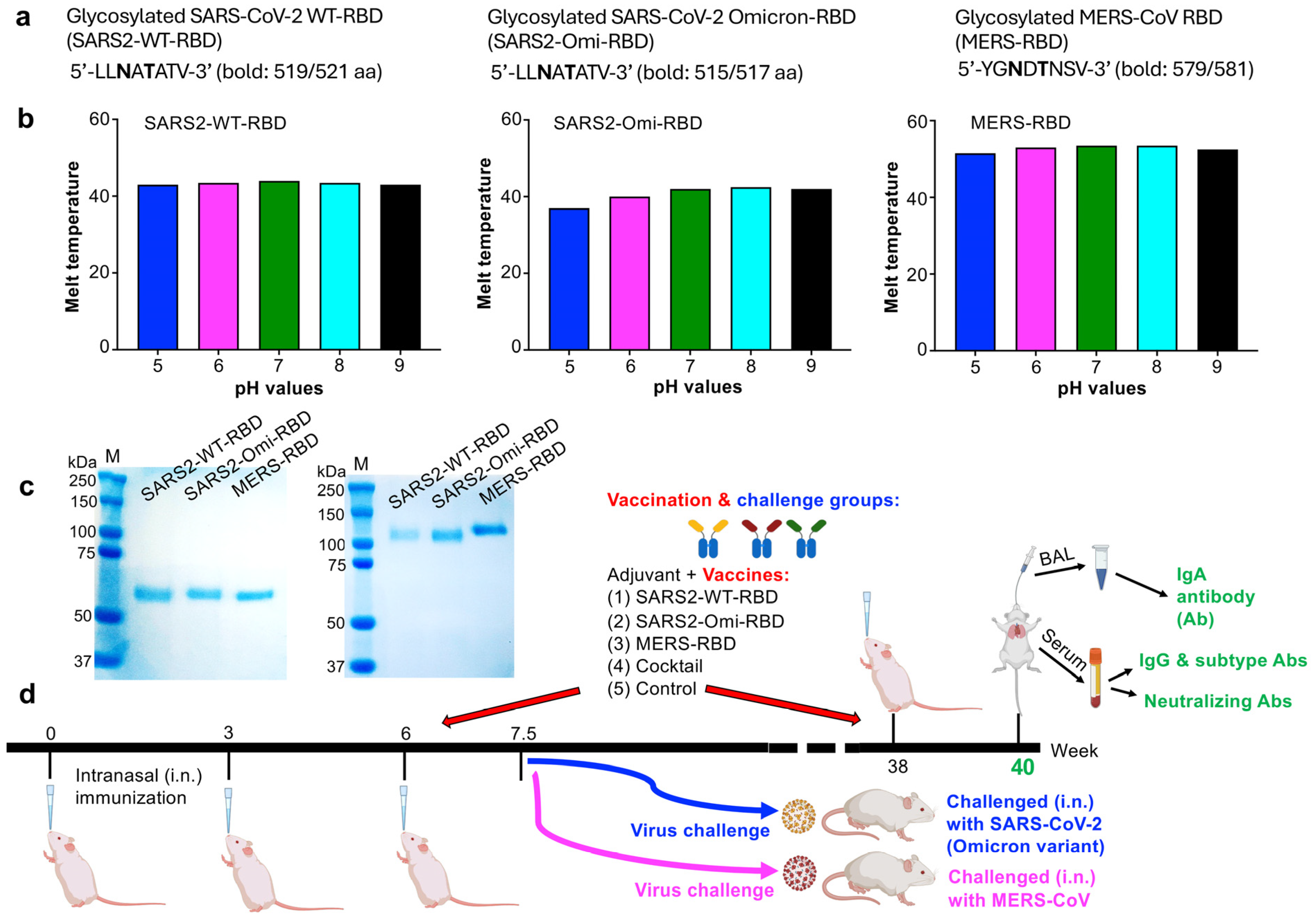 Glycosylated Receptor-Binding-Domain-Targeting Mucosal Vaccines Protect ...