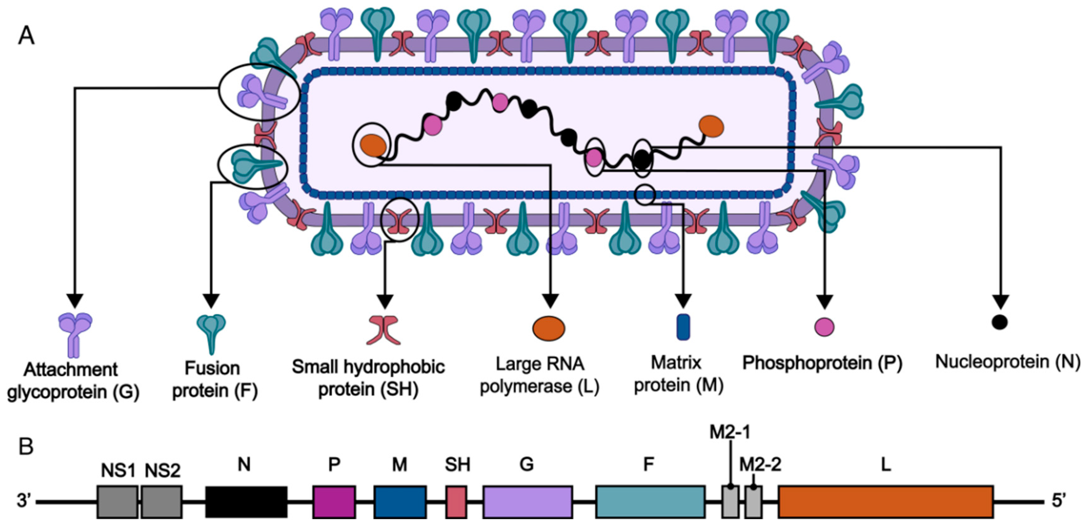 Progress on Respiratory Syncytial Virus Vaccine Development and ...